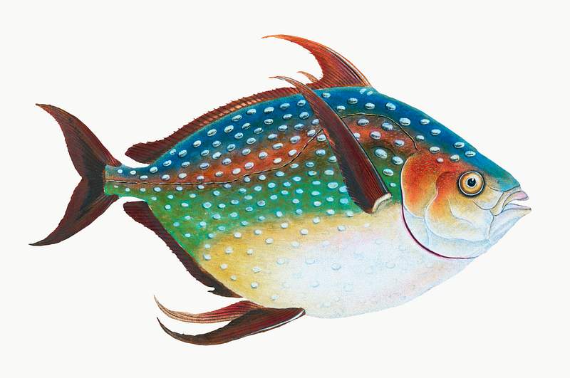 Opah (Lampris guttatus) illustration from The Natural History of British Fishes (1802) by Edward Donovan (1768-1837).…