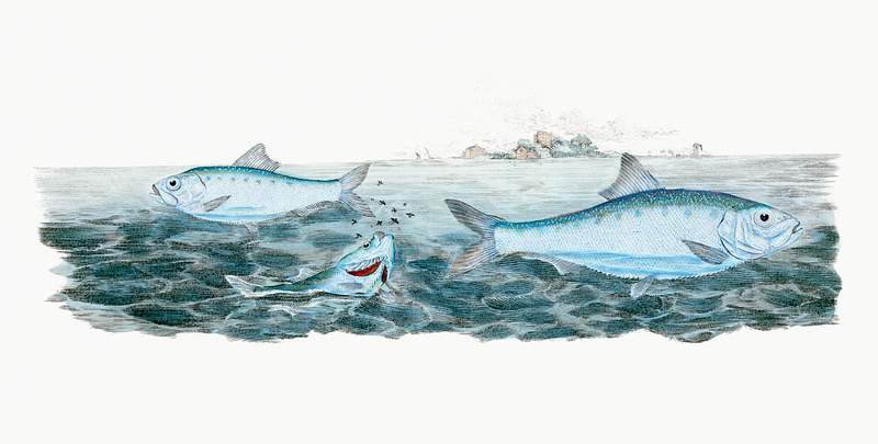 Young-white Bait (Clupea alosa) illustration from The Natural History of British Fishes (1802) by Edward Donovan (1768-1837).…