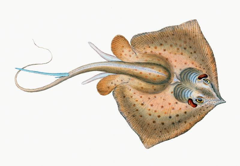 The common stingray (Dasyatis pastinaca) illustration from The Natural History of British Fishes (1802) by Edward Donovan…