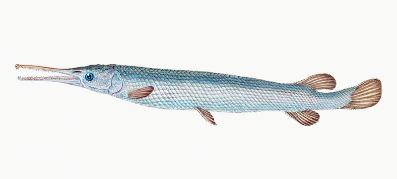 Great or Bony Gar-fish (Esox Osseus) illustration from The Natural History of British Fishes (1802) by Edward Donovan (1768…