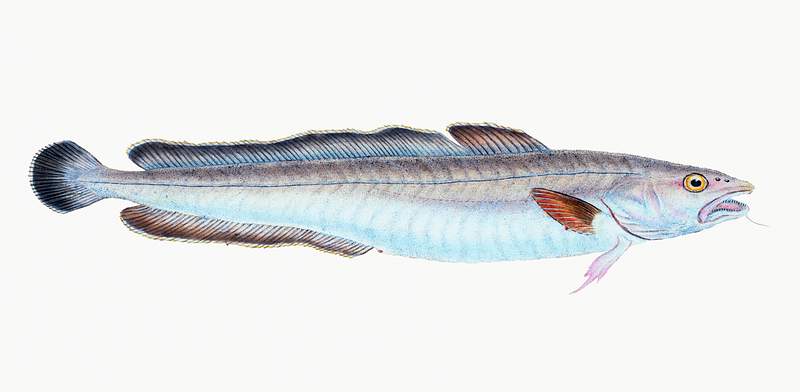 Ling (Gadus Molva) illustration from The Natural History of British Fishes (1802) by Edward Donovan (1768-1837). Original…