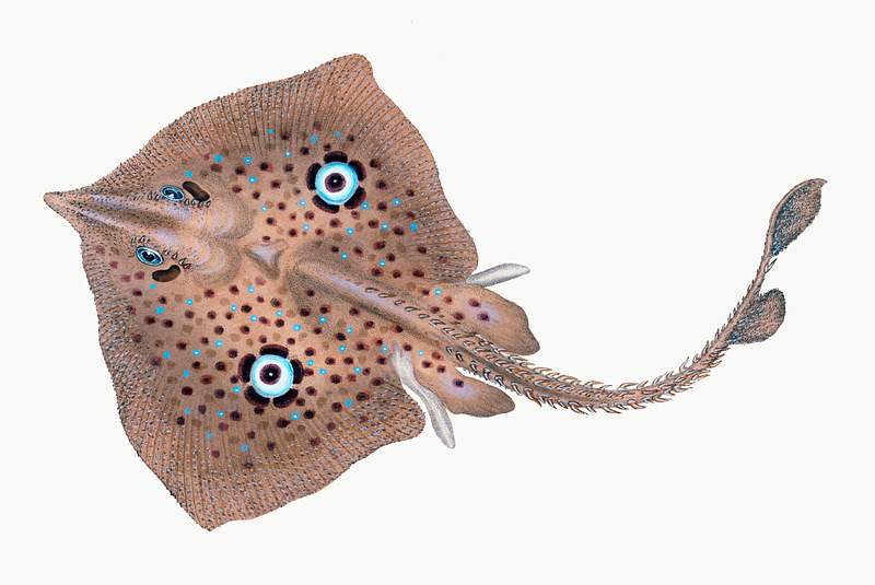 Brown Ray (Raja miraletus) illustration from The Natural History of British Fishes (1802) by Edward Donovan (1768-1837).…
