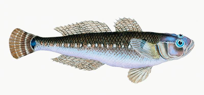 Black Goby (Gobius niger) illustration from The Natural History of British Fishes (1802) by Edward Donovan (1768-1837).…