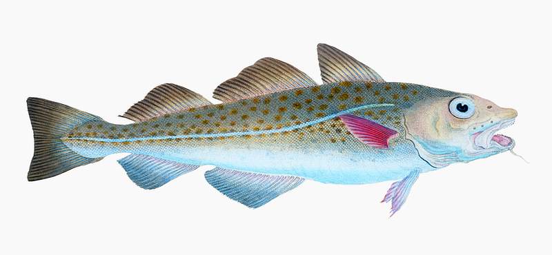 The Atlantic cod (Gadus Morhua) illustration from The Natural History of British Fishes (1802) by Edward Donovan (1768-1837).…