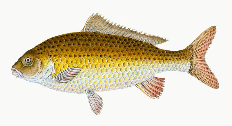 Carp (Cyprinus Carpio) illustration from The Natural History of British Fishes (1802) by Edward Donovan (1768-1837). Original…