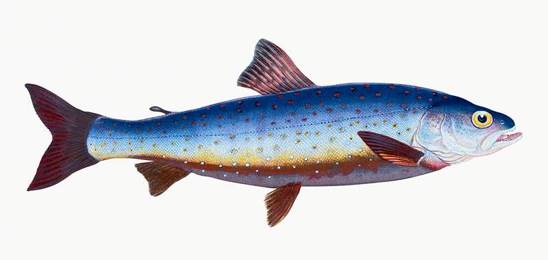 Salvelian Charr (Salmo Salvelinus) illustration from The Natural History of British Fishes (1802) by Edward Donovan (1768…