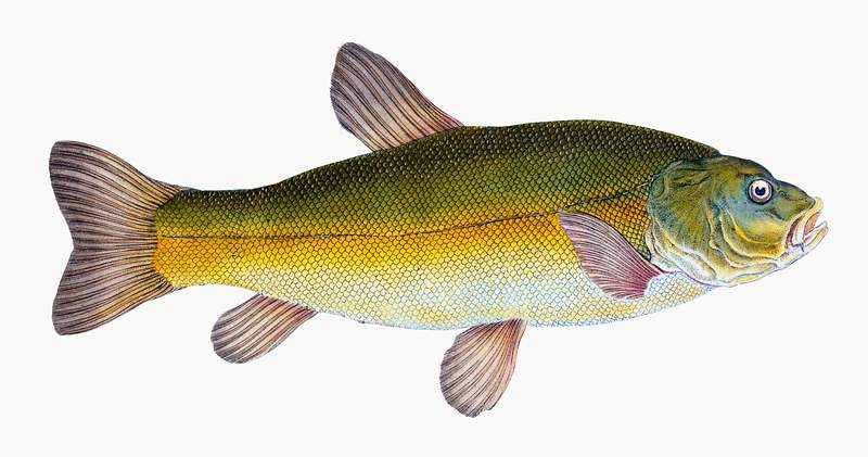 Tench (Cyprinus Tinca) illustration from The Natural History of British Fishes (1802) by Edward Donovan (1768-1837). Original…