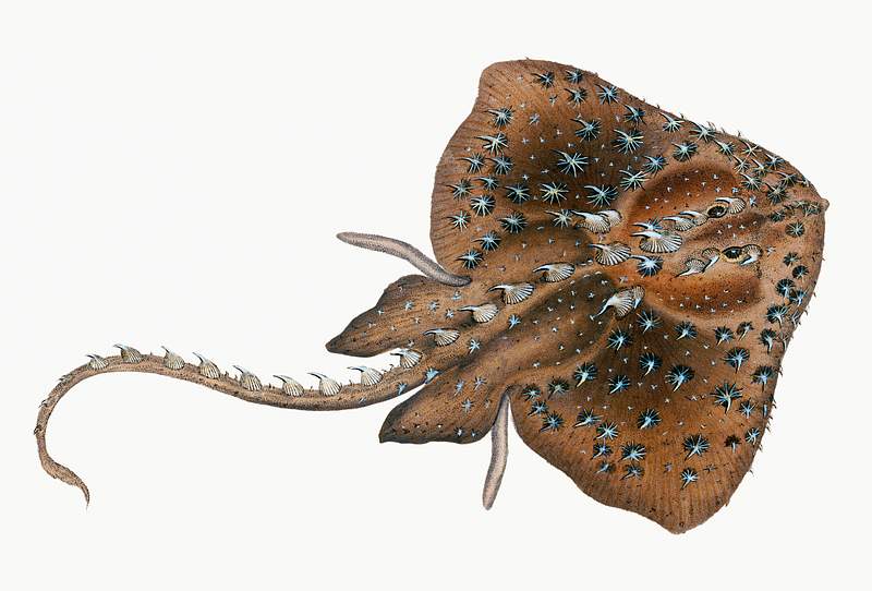 Starry Ray (Raja radiata) illustration from The Natural History of British Fishes (1802) by Edward Donovan (1768-1837).…
