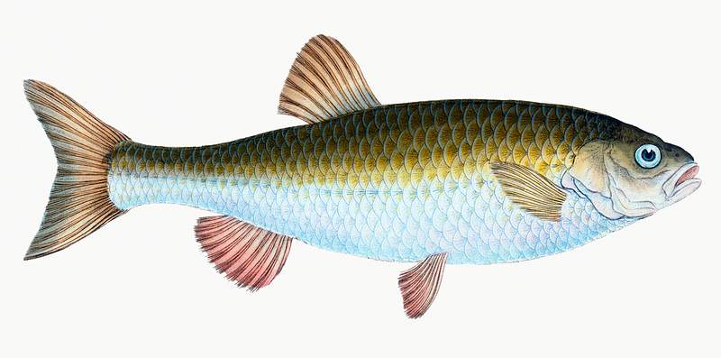 Chub (Cyprinus Jeses) illustration from The Natural History of British Fishes (1802) by Edward Donovan (1768-1837). Original…