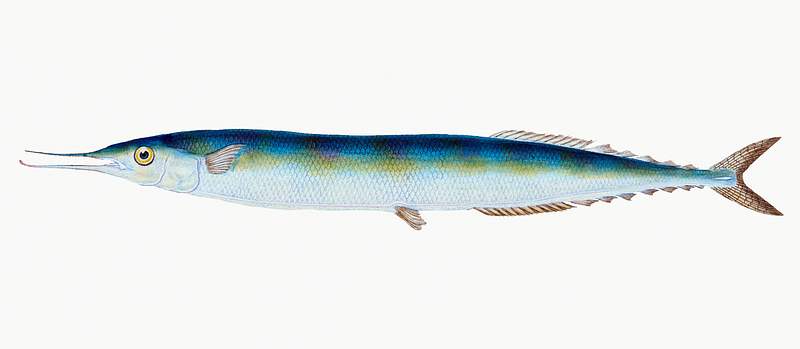 Saury or Skipper Pike (Esox saurus) illustration from The Natural History of British Fishes (1802) by Edward Donovan (1768…