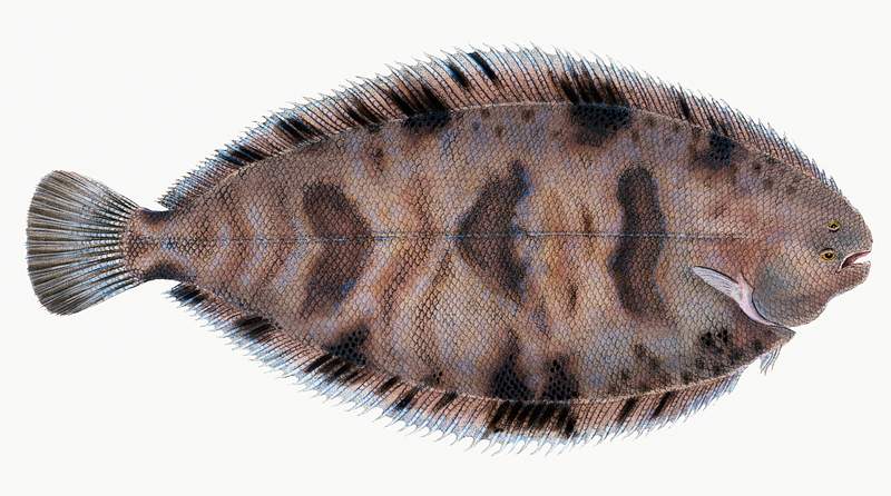Variegated Sole (Pleuronectes variegatus) illustration from The Natural History of British Fishes (1802) by Edward Donovan…