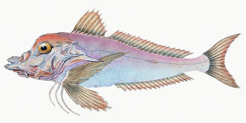 Piper (Trigla Lyra) illustration from The Natural History of British Fishes (1802) by Edward Donovan (1768-1837). Original…