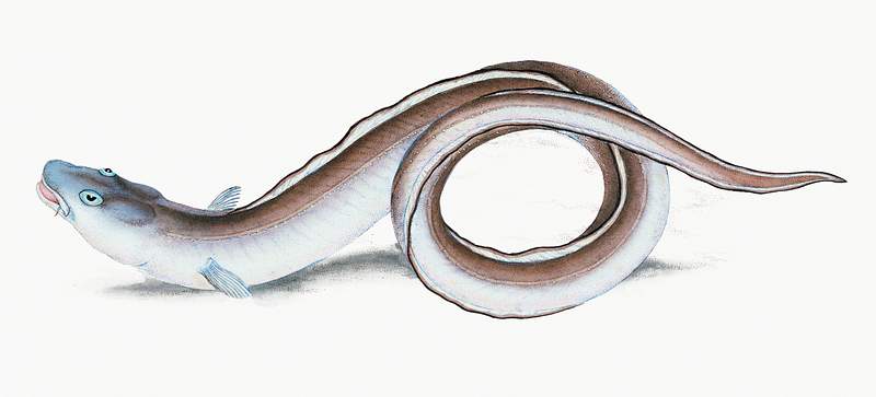 Conger Eel (Muræna Conger) illustration from The Natural History of British Fishes (1802) by Edward Donovan (1768…