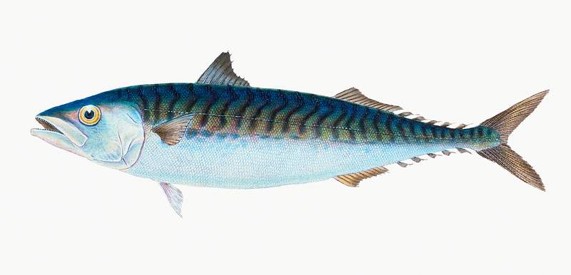 Mackerel (Scomber Scomber) illustration from The Natural History of British Fishes (1802) by Edward Donovan (1768-1837).…