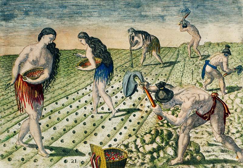 How they till the soil and plant ; Storing their crops in the public granary illustration from Grand voyages (1596) by…