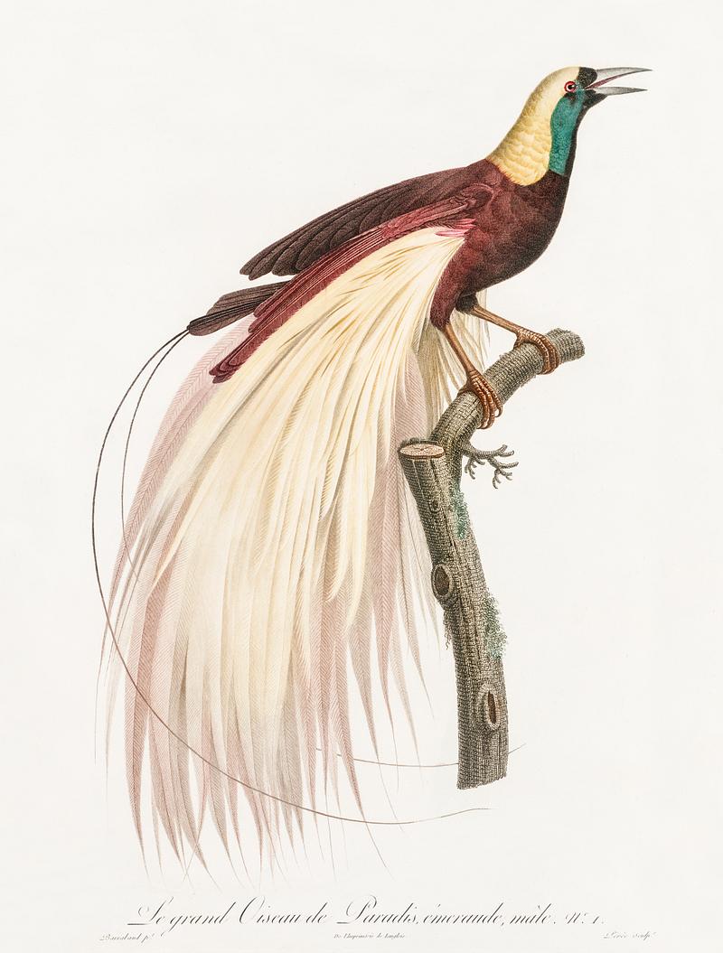Emperor bird-of-paradise, male from Histoire Naturelle des Oiseaux de Paradis et Des Rolliers (1806) by Jacques Barraband (1767-1809). Original from New York public library. Digitally enhanced by rawpixel. Emperor bird-of-paradise, male from Histoire Naturelle des Oiseaux de Paradis et Des Rolliers (1806) by Jacques Barraband…