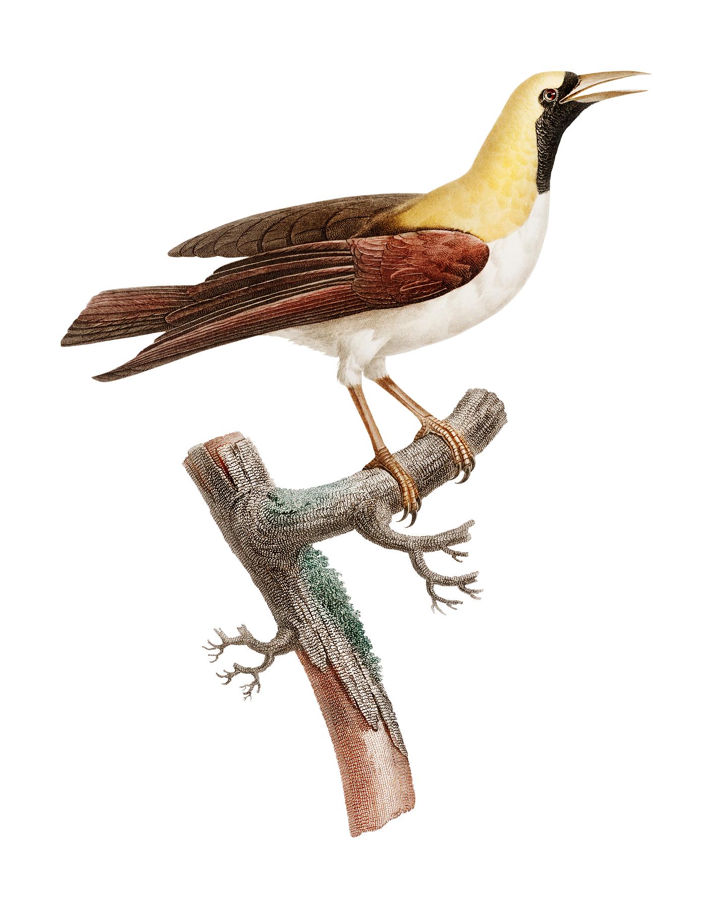 Vintage illustration of Emperor bird-of-paradise, female Vintage illustration of Emperor bird-of-paradise, female