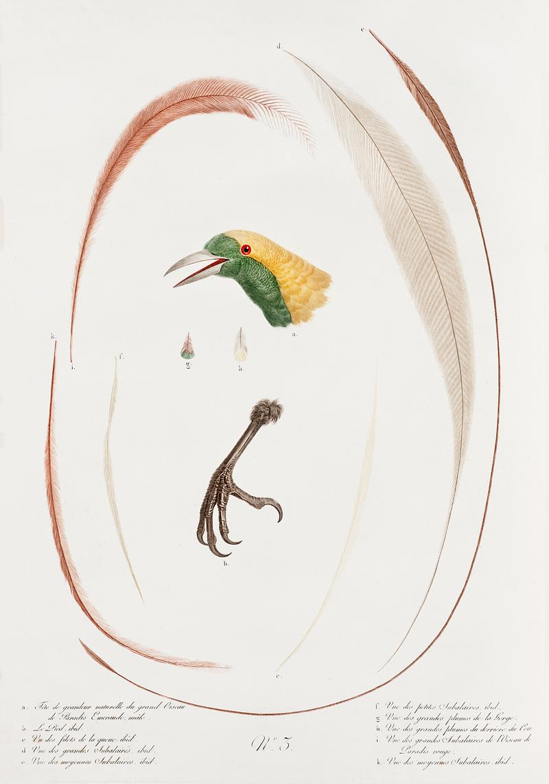 Emperor bird-of-paradise head, claw, feather and tail from Histoire Naturelle des Oiseaux de Paradis et Des Rolliers (1806) by Jacques Barraband (1767-1809). Original from New York public library. Digitally enhanced by rawpixel. Emperor bird-of-paradise head, claw, feather and tail from Histoire Naturelle des Oiseaux de Paradis et Des Rolliers (1806)…