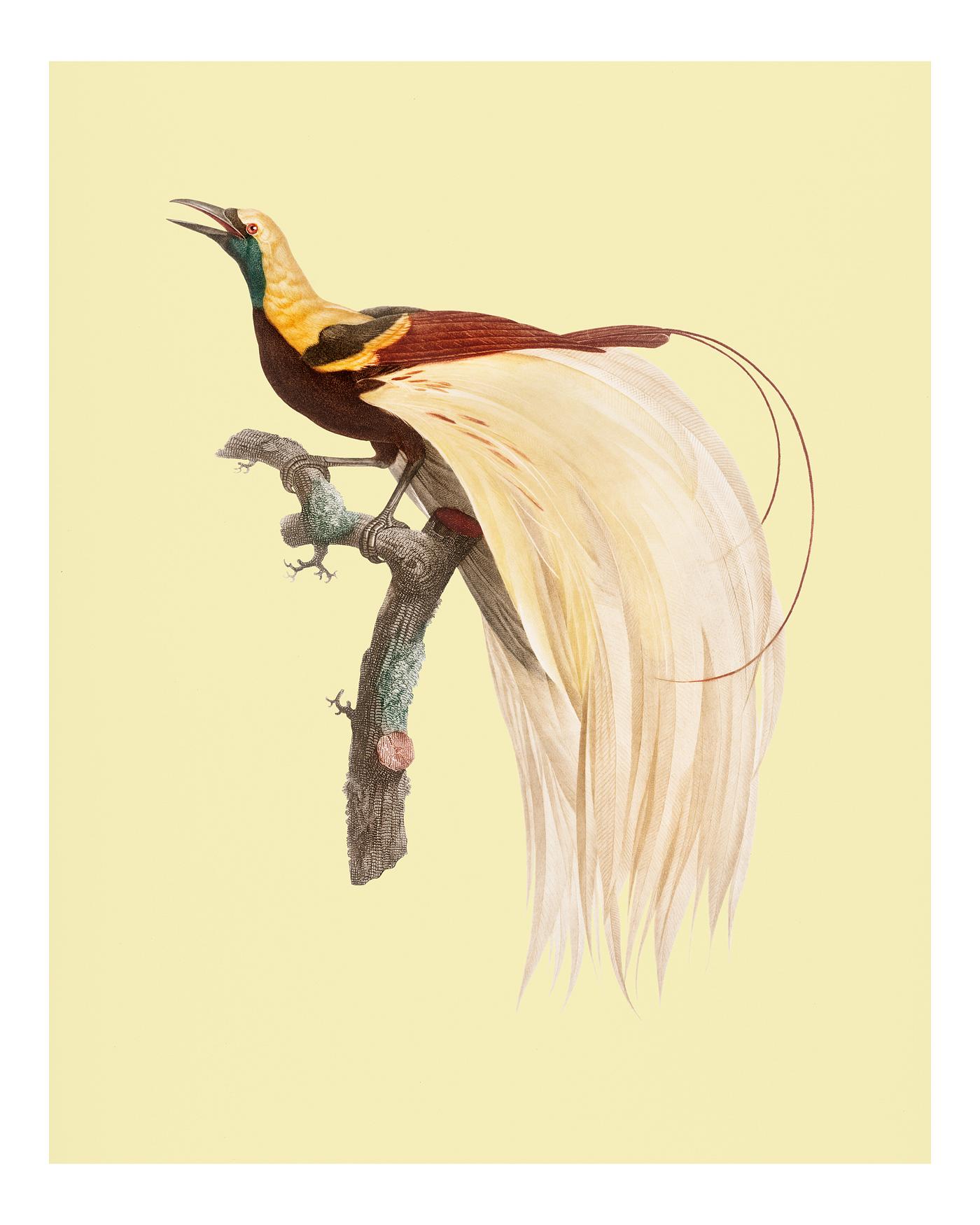 Vintage illustration of Young, emperor bird-of-paradise, male from Vintage illustration of Young, emperor bird-of-paradise, male from