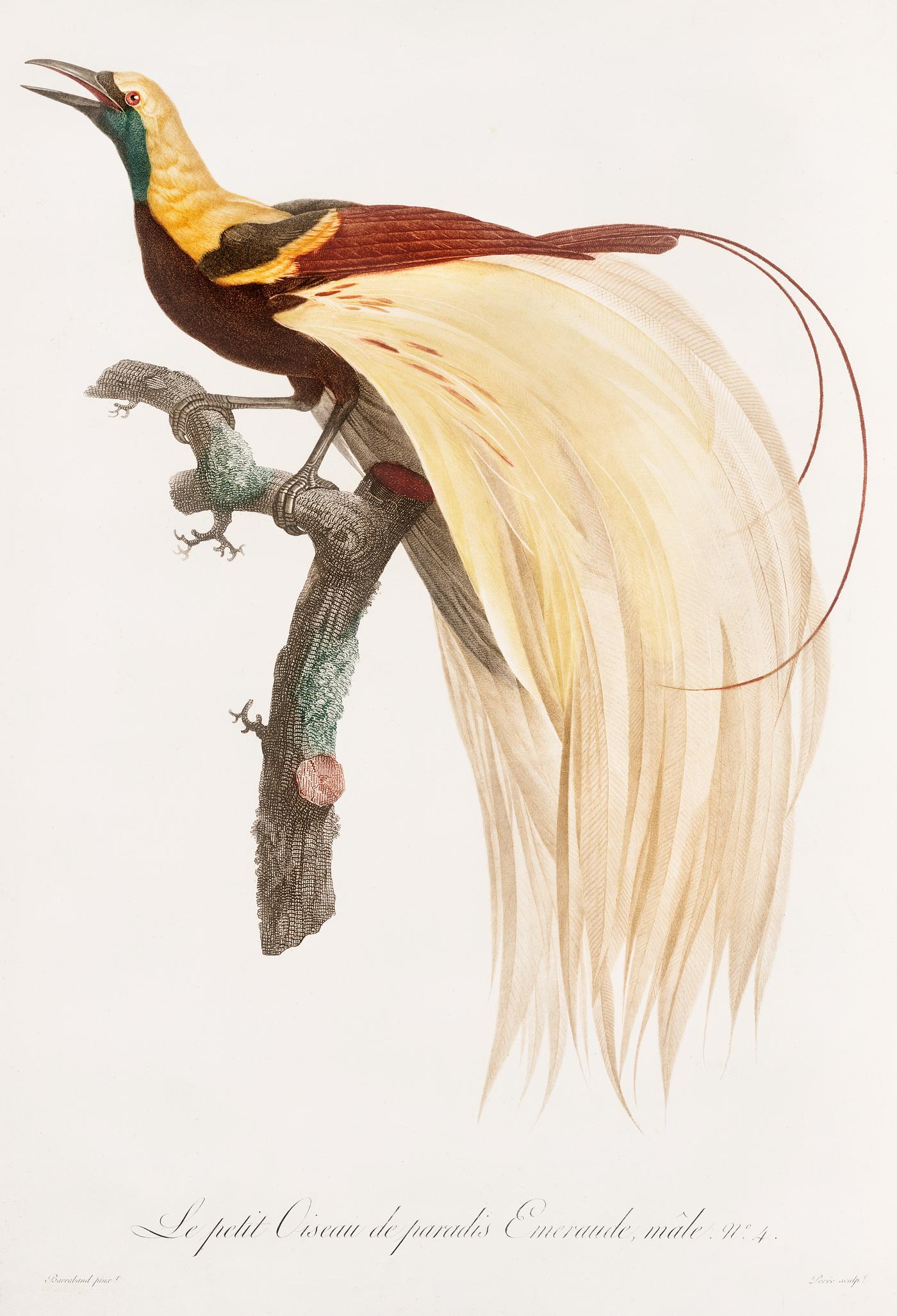 Young, emperor bird-of-paradise, male from Histoire Naturelle des Oiseaux de Paradis et Des Rolliers (1806) by Jacques... Young, emperor bird-of-paradise, male from Histoire Naturelle des Oiseaux de Paradis et Des Rolliers (1806) by Jacques...