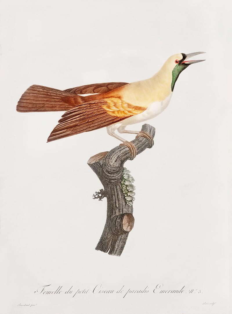 Young, emperor bird-of-paradise, female from Histoire Naturelle des Oiseaux de Paradis et Des Rolliers (1806) by Jacques Barraband (1767-1809). Original from New York public library. Digitally enhanced by rawpixel. Young, emperor bird-of-paradise, female from Histoire Naturelle des Oiseaux de Paradis et Des Rolliers (1806) by Jacques…