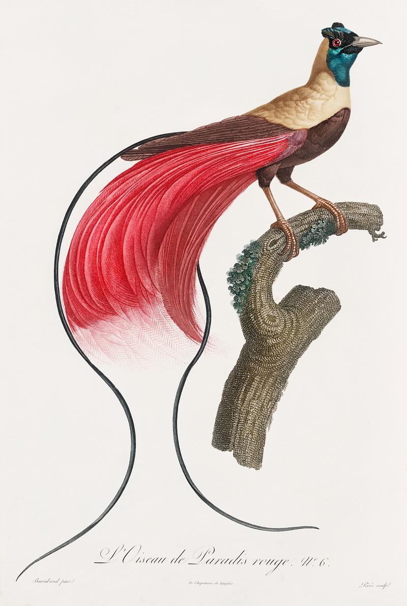 Red bird of paradise from Histoire Naturelle des Oiseaux de Paradis et Des Rolliers (1806) by Jacques Barraband (1767-1809). Original from New York public library. Digitally enhanced by rawpixel. Red bird of paradise from Histoire Naturelle des Oiseaux de Paradis et Des Rolliers (1806) by Jacques Barraband (1767-1809).…