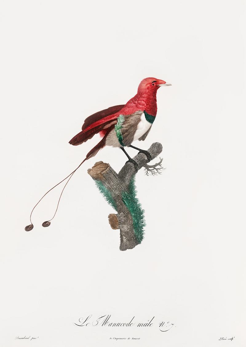 King bird of paradise, male from Histoire Naturelle des Oiseaux de Paradis et Des Rolliers (1806) by Jacques Barraband (1767-1809). Original from New York public library. Digitally enhanced by rawpixel. King bird of paradise, male from Histoire Naturelle des Oiseaux de Paradis et Des Rolliers (1806) by Jacques Barraband (1767…