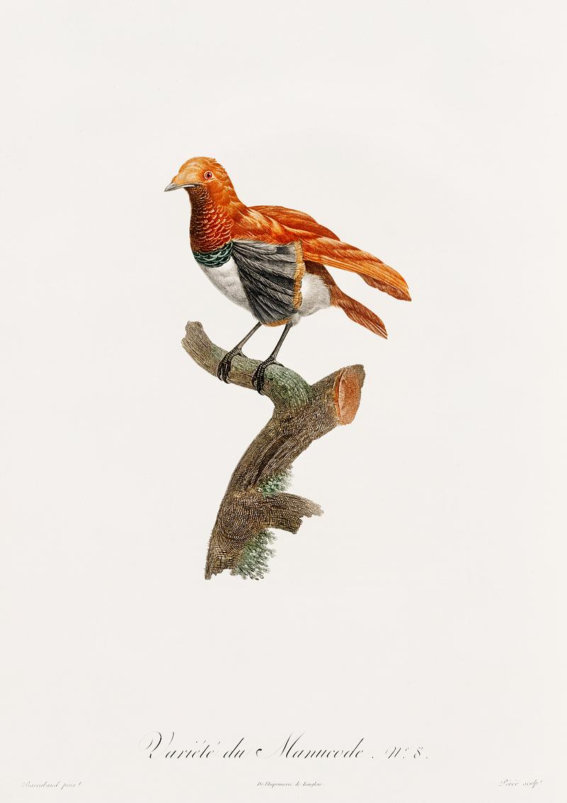 King bird of paradise, female from Histoire Naturelle des Oiseaux de Paradis et Des Rolliers (1806) by Jacques Barraband (1767-1809). Original from New York public library. Digitally enhanced by rawpixel. King bird of paradise, female from Histoire Naturelle des Oiseaux de Paradis et Des Rolliers (1806) by Jacques Barraband…