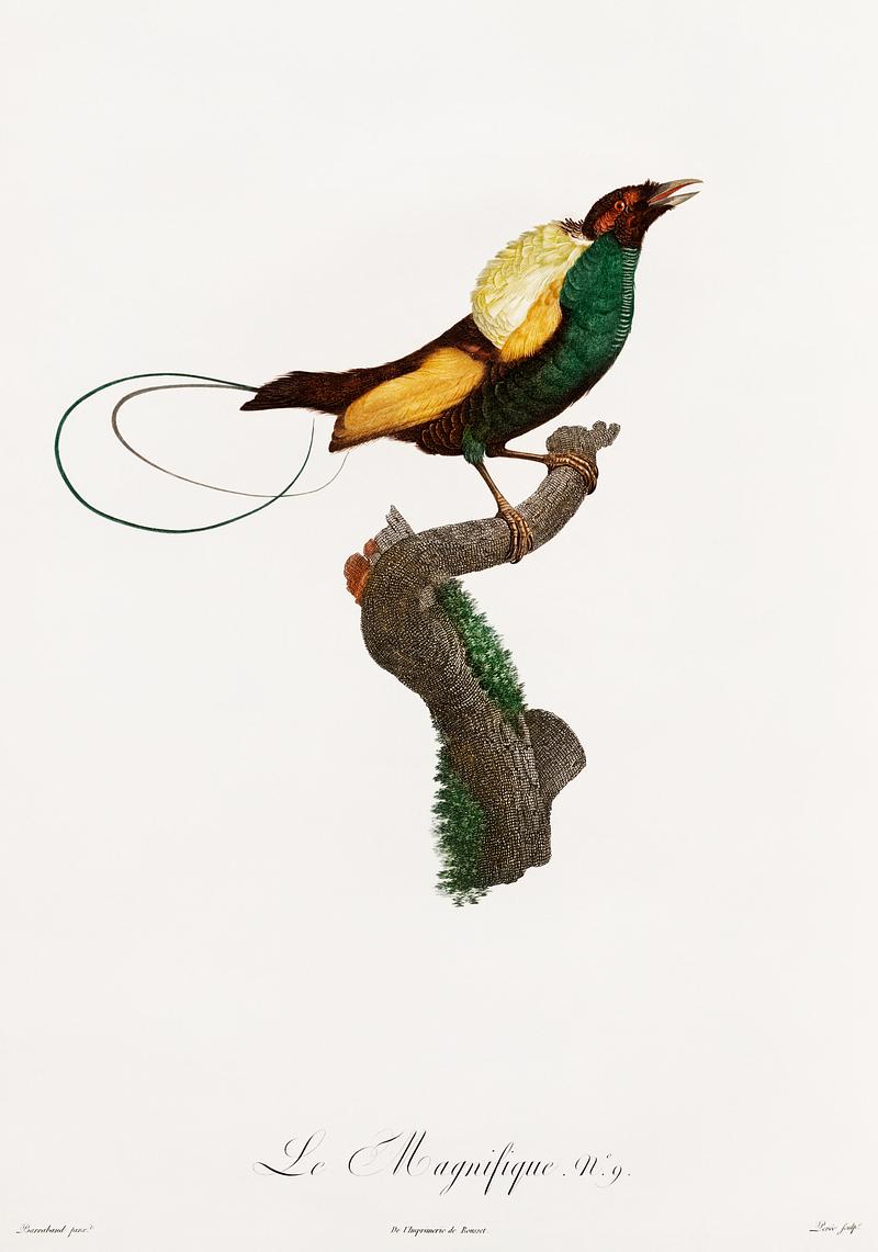 Magnificent bird of paradise from Histoire Naturelle des Oiseaux de Paradis et Des Rolliers (1806) by Jacques Barraband (1767-1809). Original from New York public library. Digitally enhanced by rawpixel. Magnificent bird of paradise from Histoire Naturelle des Oiseaux de Paradis et Des Rolliers (1806) by Jacques Barraband (1767…