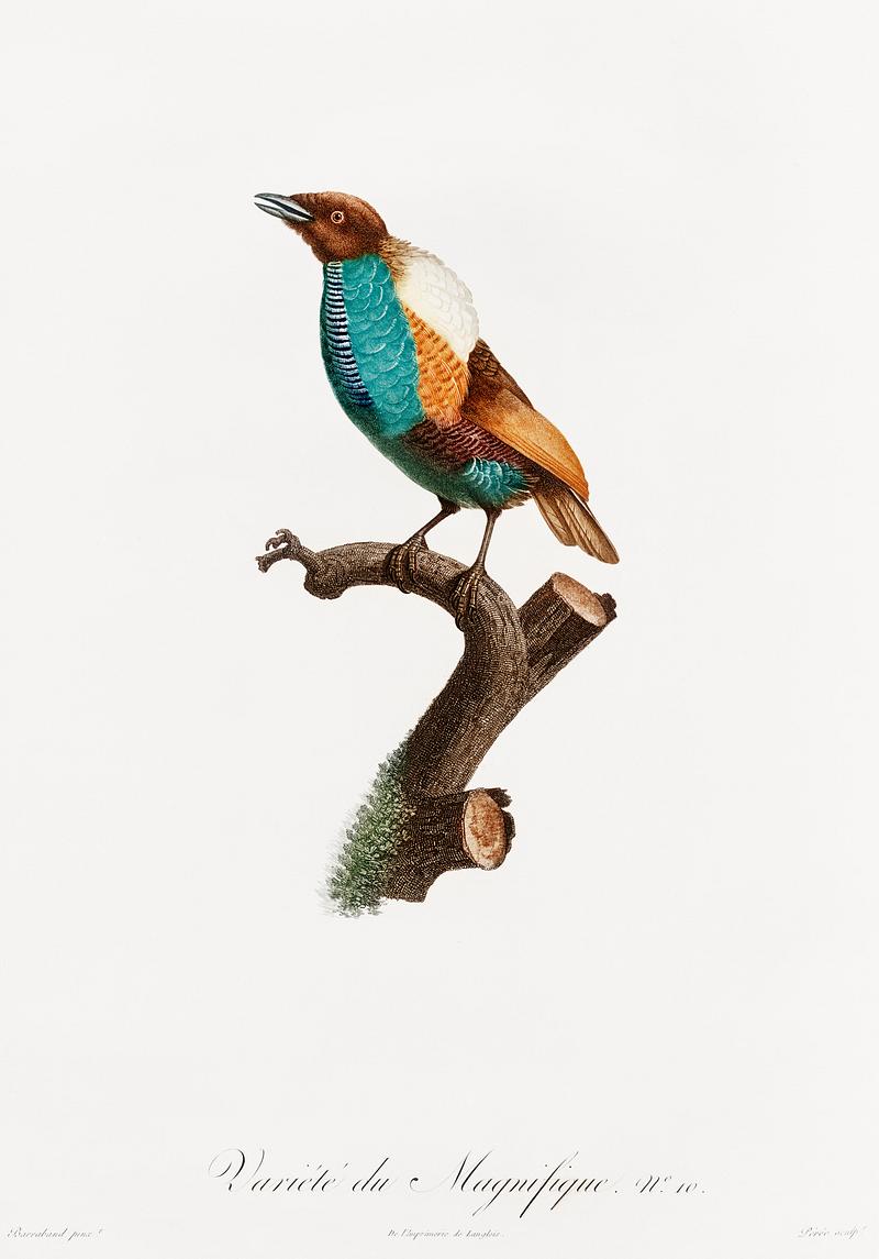 Magnificent bird of paradise, female from Histoire Naturelle des Oiseaux de Paradis et Des Rolliers (1806) by Jacques Barraband (1767-1809). Original from New York public library. Digitally enhanced by rawpixel. Magnificent bird of paradise, female from Histoire Naturelle des Oiseaux de Paradis et Des Rolliers (1806) by Jacques…
