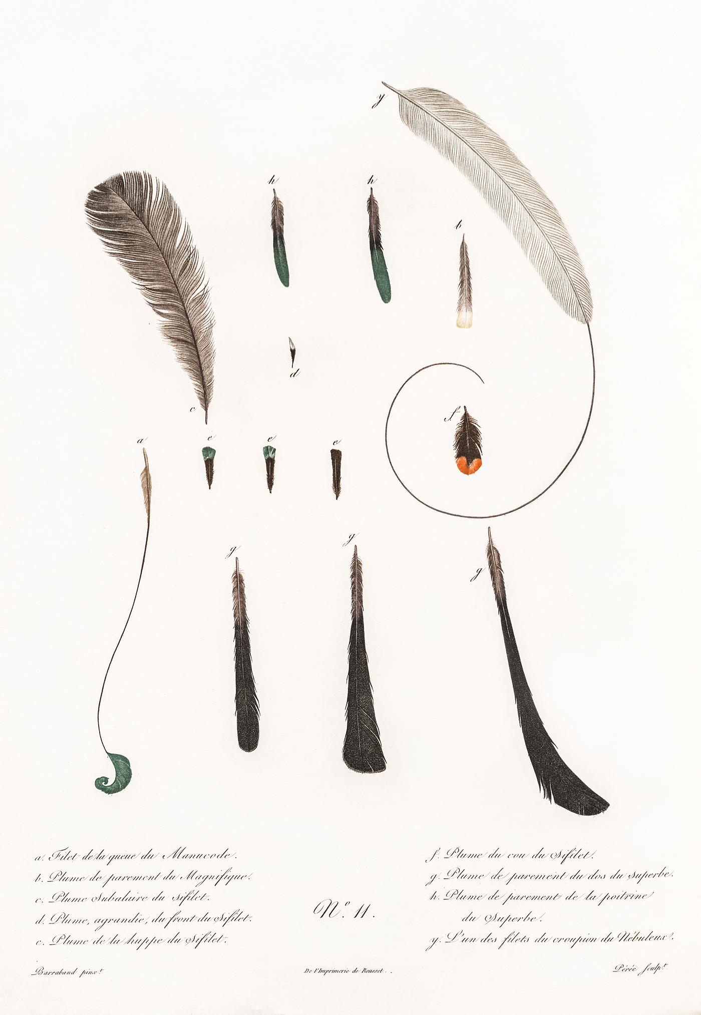 King bird of paradise feather and tail from Histoire Naturelle des Oiseaux de Paradis et Des Rolliers (1806) by Jacques... King bird of paradise feather and tail from Histoire Naturelle des Oiseaux de Paradis et Des Rolliers (1806) by Jacques...