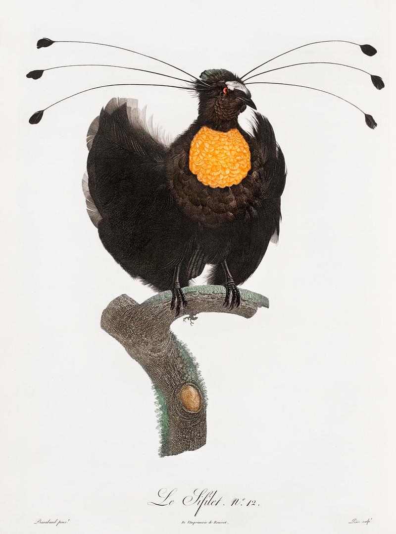Western parotia from Histoire Naturelle des Oiseaux de Paradis et Des Rolliers (1806) by Jacques Barraband (1767-1809). Original from New York public library. Digitally enhanced by rawpixel. Western parotia from Histoire Naturelle des Oiseaux de Paradis et Des Rolliers (1806) by Jacques Barraband (1767-1809).…