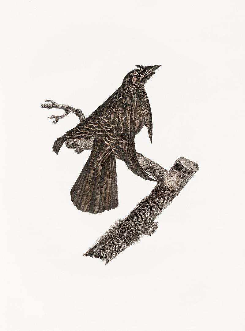 Superb bird of paradise from Histoire Naturelle des Oiseaux de Paradis et Des Rolliers (1806) by Jacques Barraband (1767-1809). Original from New York public library. Digitally enhanced by rawpixel. Superb bird of paradise from Histoire Naturelle des Oiseaux de Paradis et Des Rolliers (1806) by Jacques Barraband (1767…