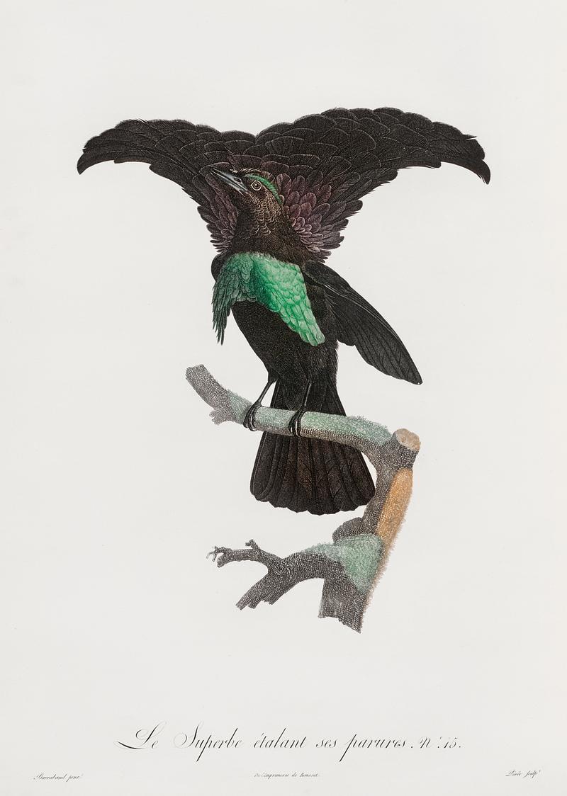 Superb bird of paradise from Histoire Naturelle des Oiseaux de Paradis et Des Rolliers (1806) by Jacques Barraband (1767-1809). Original from New York public library. Digitally enhanced by rawpixel. Superb bird of paradise from Histoire Naturelle des Oiseaux de Paradis et Des Rolliers (1806) by Jacques Barraband (1767…