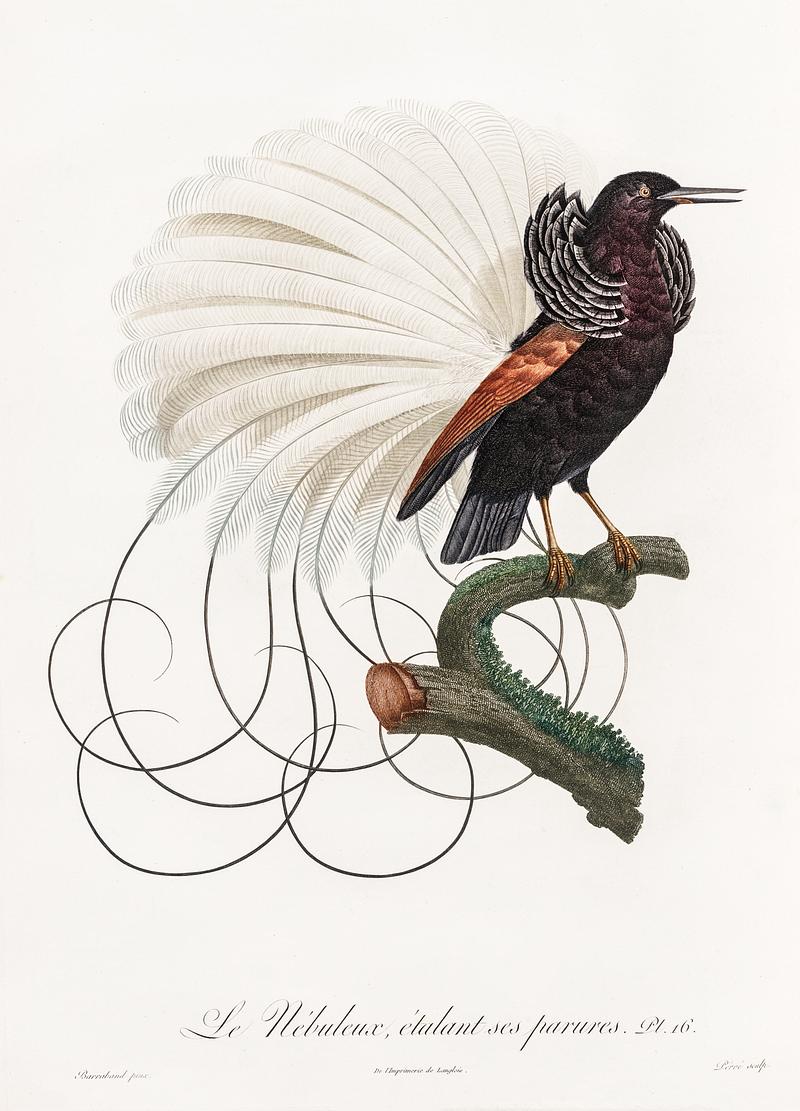 Twelve wired bird of paradise from Histoire Naturelle des Oiseaux de Paradis et Des Rolliers (1806) by Jacques Barraband (1767-1809). Original from New York public library. Digitally enhanced by rawpixel. Twelve wired bird of paradise from Histoire Naturelle des Oiseaux de Paradis et Des Rolliers (1806) by Jacques Barraband…