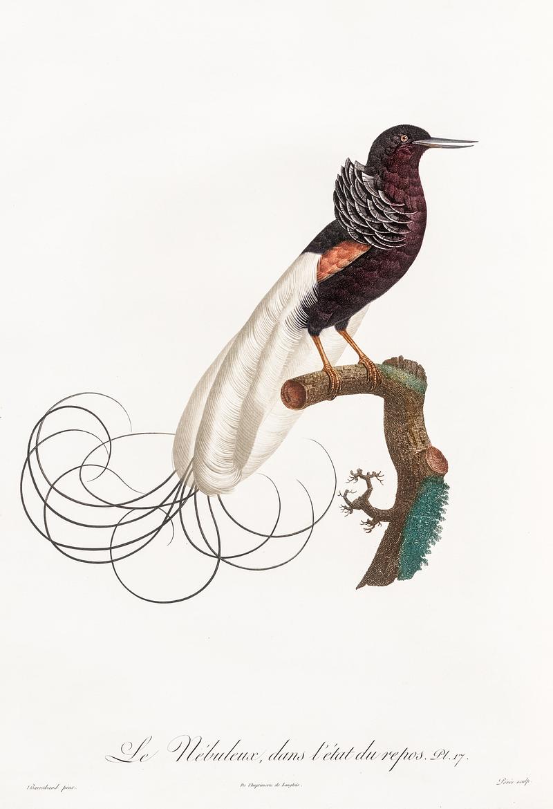 Twelve wired bird of paradise from Histoire Naturelle des Oiseaux de Paradis et Des Rolliers (1806) by Jacques Barraband (1767-1809). Original from New York public library. Digitally enhanced by rawpixel. Twelve wired bird of paradise from Histoire Naturelle des Oiseaux de Paradis et Des Rolliers (1806) by Jacques Barraband…