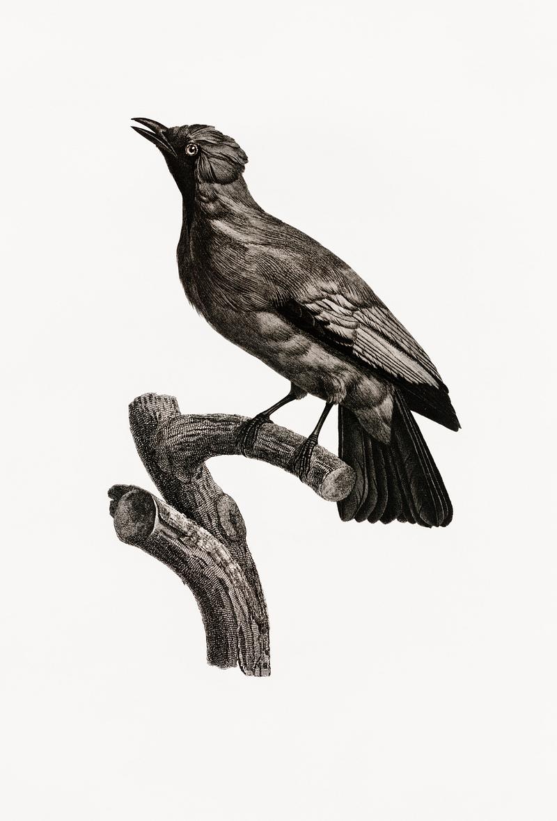 Paradise crow, male from Histoire Naturelle des Oiseaux de Paradis et Des Rolliers (1806) by Jacques Barraband (1767-1809). Original from New York public library. Digitally enhanced by rawpixel. Paradise crow, male from Histoire Naturelle des Oiseaux de Paradis et Des Rolliers (1806) by Jacques Barraband (1767-1809).…