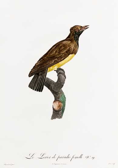 Paradise crow, female from Histoire Naturelle des Oiseaux de Paradis et Des Rolliers (1806) by Jacques Barraband (1767-1809). Paradise crow, female from Histoire Naturelle des Oiseaux de Paradis et Des Rolliers (1806) by Jacques Barraband (1767-1809).…