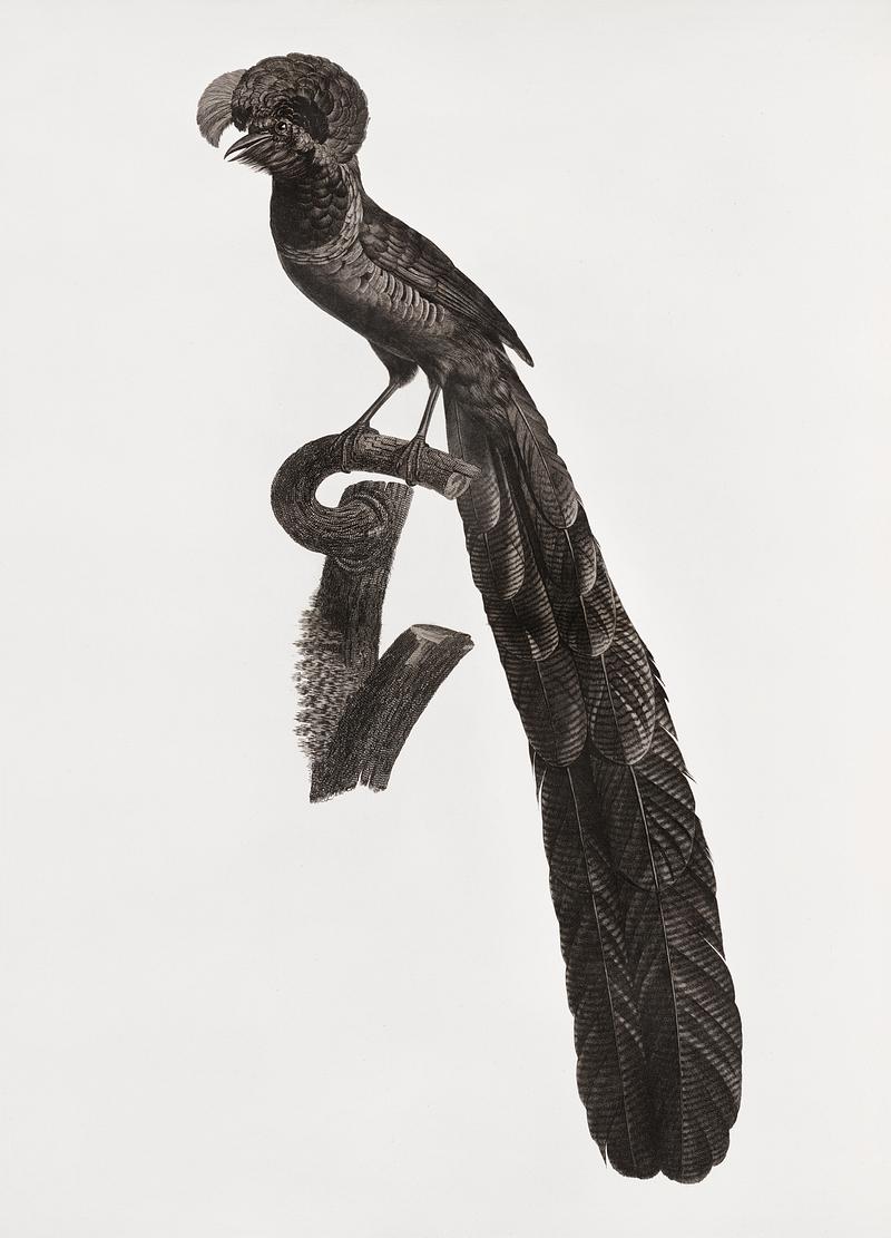 Magpie Bird of Paradise, male from Histoire Naturelle des Oiseaux de Paradis et Des Rolliers (1806) by Jacques Barraband (1767-1809). Original from New York public library. Digitally enhanced by rawpixel. Magpie Bird of Paradise, male from Histoire Naturelle des Oiseaux de Paradis et Des Rolliers (1806) by Jacques Barraband…