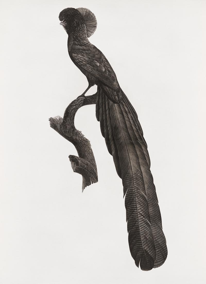 Magpie Bird of Paradise, male from Histoire Naturelle des Oiseaux de Paradis et Des Rolliers (1806) by Jacques Barraband (1767-1809). Original from New York public library. Digitally enhanced by rawpixel. Magpie Bird of Paradise, male from Histoire Naturelle des Oiseaux de Paradis et Des Rolliers (1806) by Jacques Barraband…