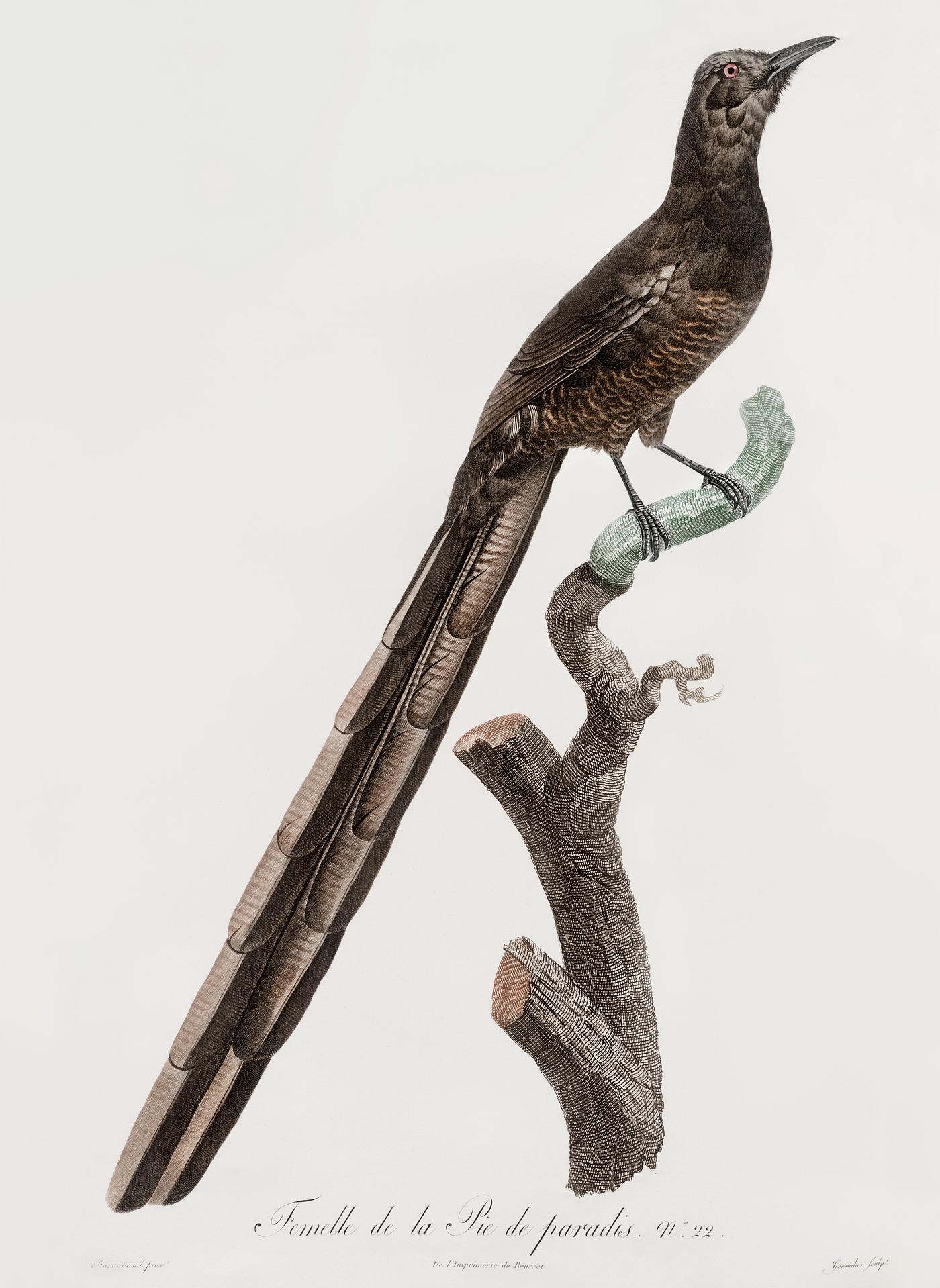 Magpie Bird of Paradise, female from Histoire Naturelle des Oiseaux de Paradis et Des Rolliers (1806) by Jacques Barraband (... Magpie Bird of Paradise, female from Histoire Naturelle des Oiseaux de Paradis et Des Rolliers (1806) by Jacques Barraband (...