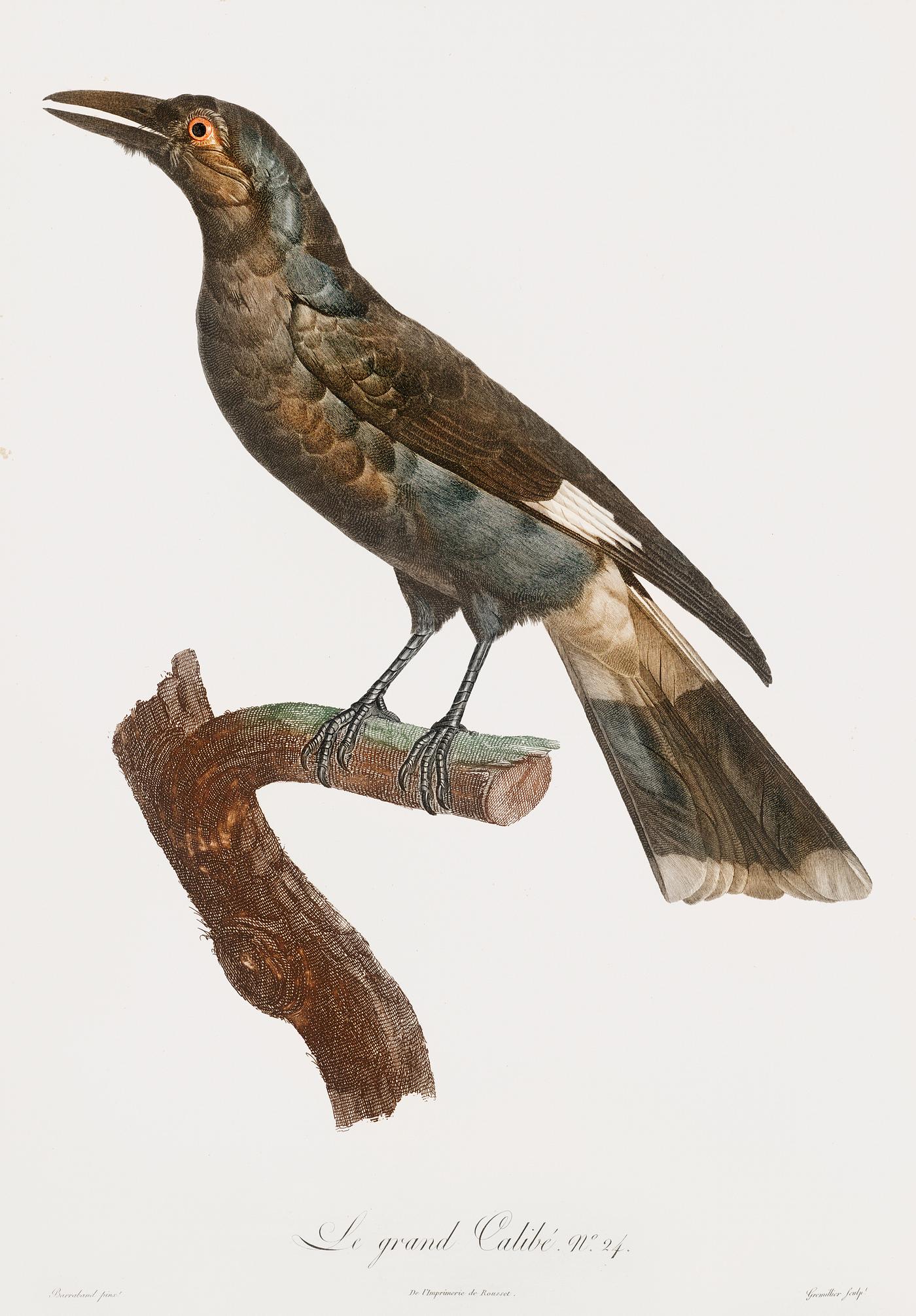 Curl-crested Manucode from Histoire Naturelle des Oiseaux de Paradis et Des Rolliers (1806) by Jacques Barraband (1767-1809... Curl-crested Manucode from Histoire Naturelle des Oiseaux de Paradis et Des Rolliers (1806) by Jacques Barraband (1767-1809...