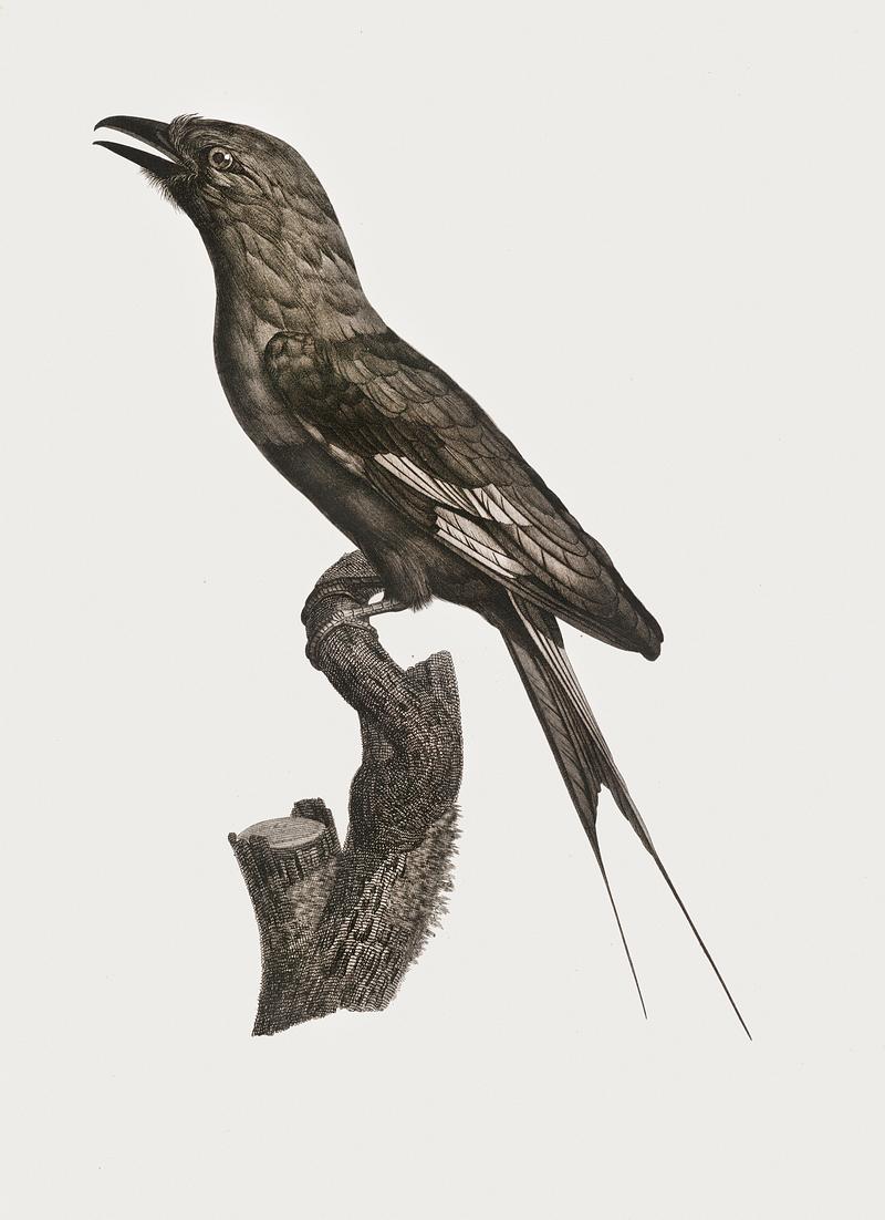 Abyssinian Roller from Histoire Naturelle des Oiseaux de Paradis et Des Rolliers (1806) by Jacques Barraband (1767-1809). Original from New York public library. Digitally enhanced by rawpixel. Abyssinian Roller from Histoire Naturelle des Oiseaux de Paradis et Des Rolliers (1806) by Jacques Barraband (1767-1809).…
