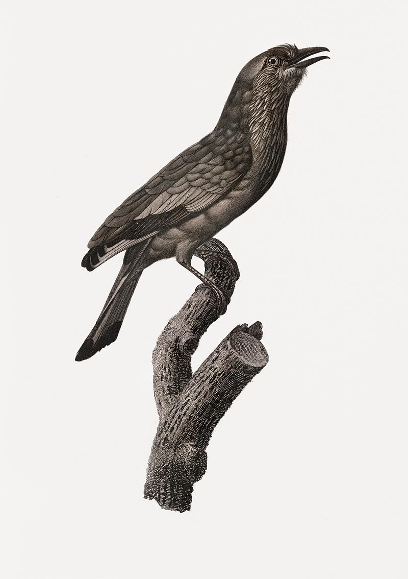 Varied Roller of Maluku island from Histoire Naturelle des Oiseaux de Paradis et Des Rolliers (1806) by Jacques Barraband (1767-1809). Original from New York public library. Digitally enhanced by rawpixel. Varied Roller of Maluku island from Histoire Naturelle des Oiseaux de Paradis et Des Rolliers (1806) by Jacques Barraband…