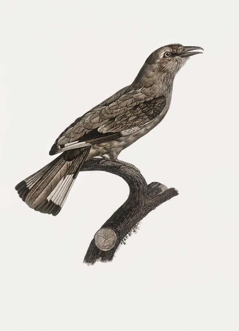 Varied roller of Africa from Histoire Naturelle des Oiseaux de Paradis et Des Rolliers (1806) by Jacques Barraband (1767-1809). Original from New York public library. Digitally enhanced by rawpixel. Varied roller of Africa from Histoire Naturelle des Oiseaux de Paradis et Des Rolliers (1806) by Jacques Barraband (1767…
