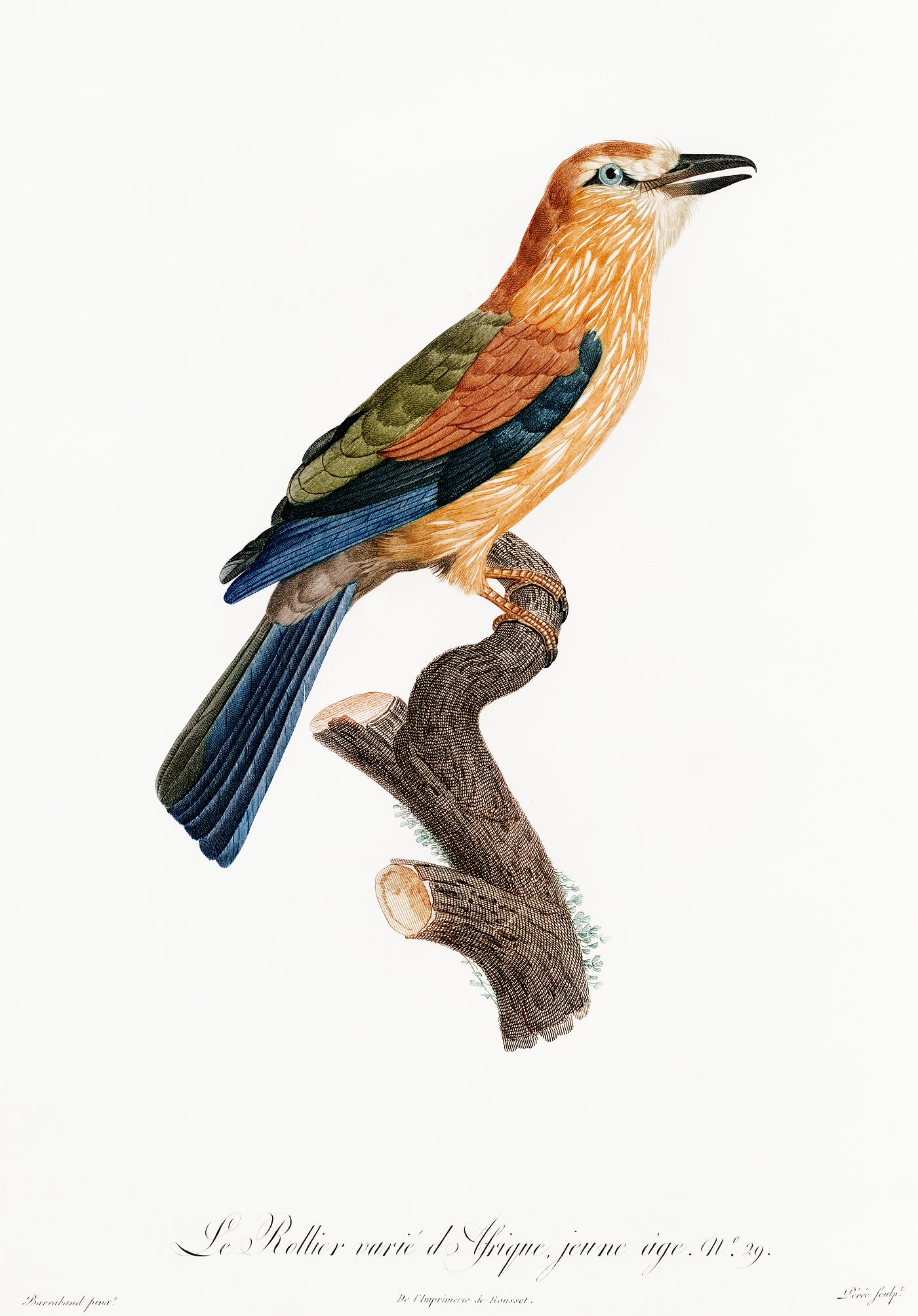 Young African roller from Histoire Naturelle des Oiseaux de Paradis et Des Rolliers (1806) by Jacques Barraband (1767-1809... Young African roller from Histoire Naturelle des Oiseaux de Paradis et Des Rolliers (1806) by Jacques Barraband (1767-1809...