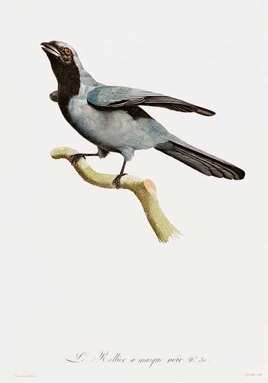 Black masked Roller from Histoire Naturelle des Oiseaux de Paradis et Des Rolliers (1806) by Jacques Barraband (1767-1809). Black masked Roller from Histoire Naturelle des Oiseaux de Paradis et Des Rolliers (1806) by Jacques Barraband (1767-1809). -…