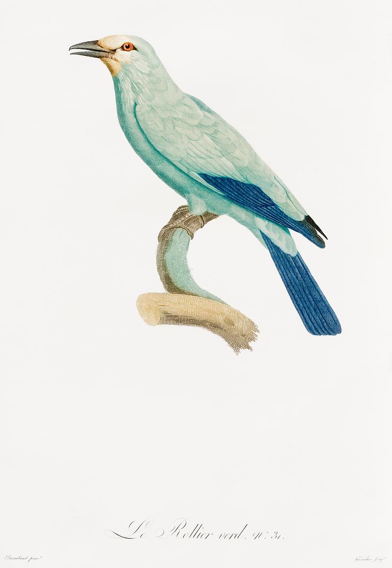 Green roller from Histoire Naturelle des Oiseaux de Paradis et Des Rolliers (1806) by Jacques Barraband (1767-1809). Original from New York public library. Digitally enhanced by rawpixel. Green roller from Histoire Naturelle des Oiseaux de Paradis et Des Rolliers (1806) by Jacques Barraband (1767-1809). Original…