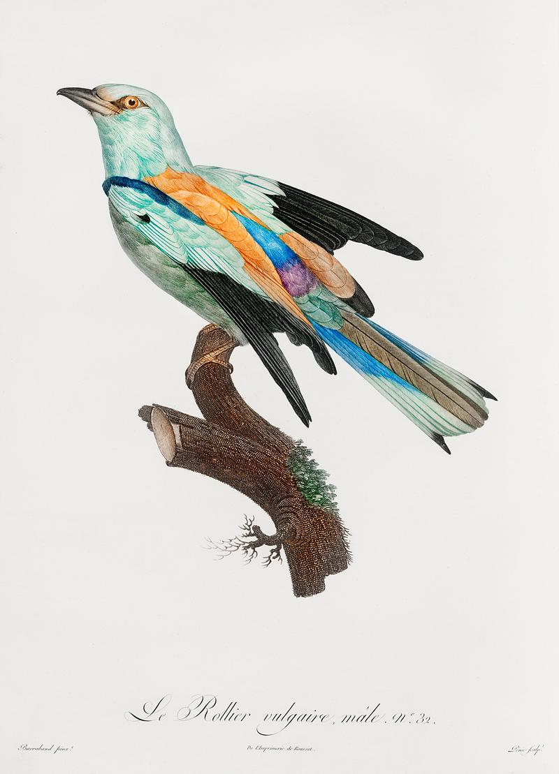 Abyssinian roller, male from Histoire Naturelle des Oiseaux de Paradis et Des Rolliers (1806) by Jacques Barraband (1767-1809). Original from New York public library. Digitally enhanced by rawpixel. Abyssinian roller, male from Histoire Naturelle des Oiseaux de Paradis et Des Rolliers (1806) by Jacques Barraband (1767…