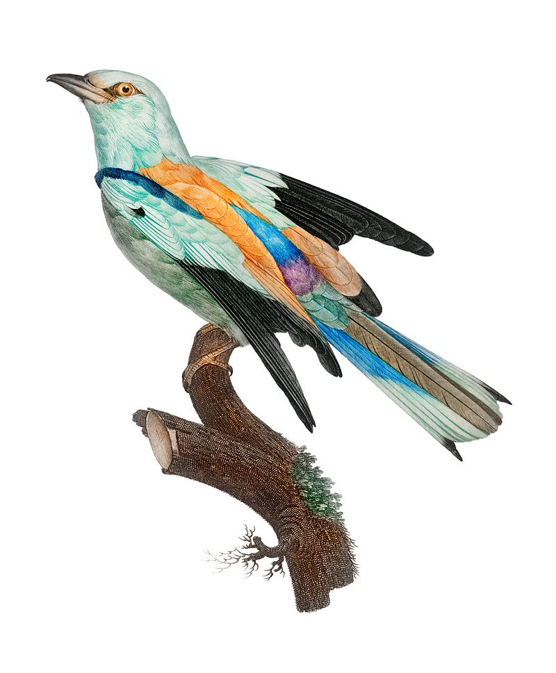 Toco toucan from Histoire Naturelle des Oiseaux de Paradis et Des Roll ...
